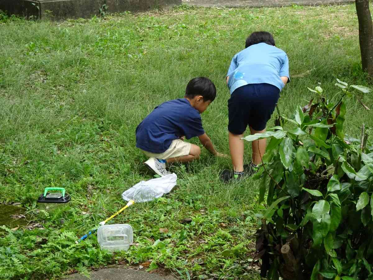 24　生活科むしとり (3).JPG